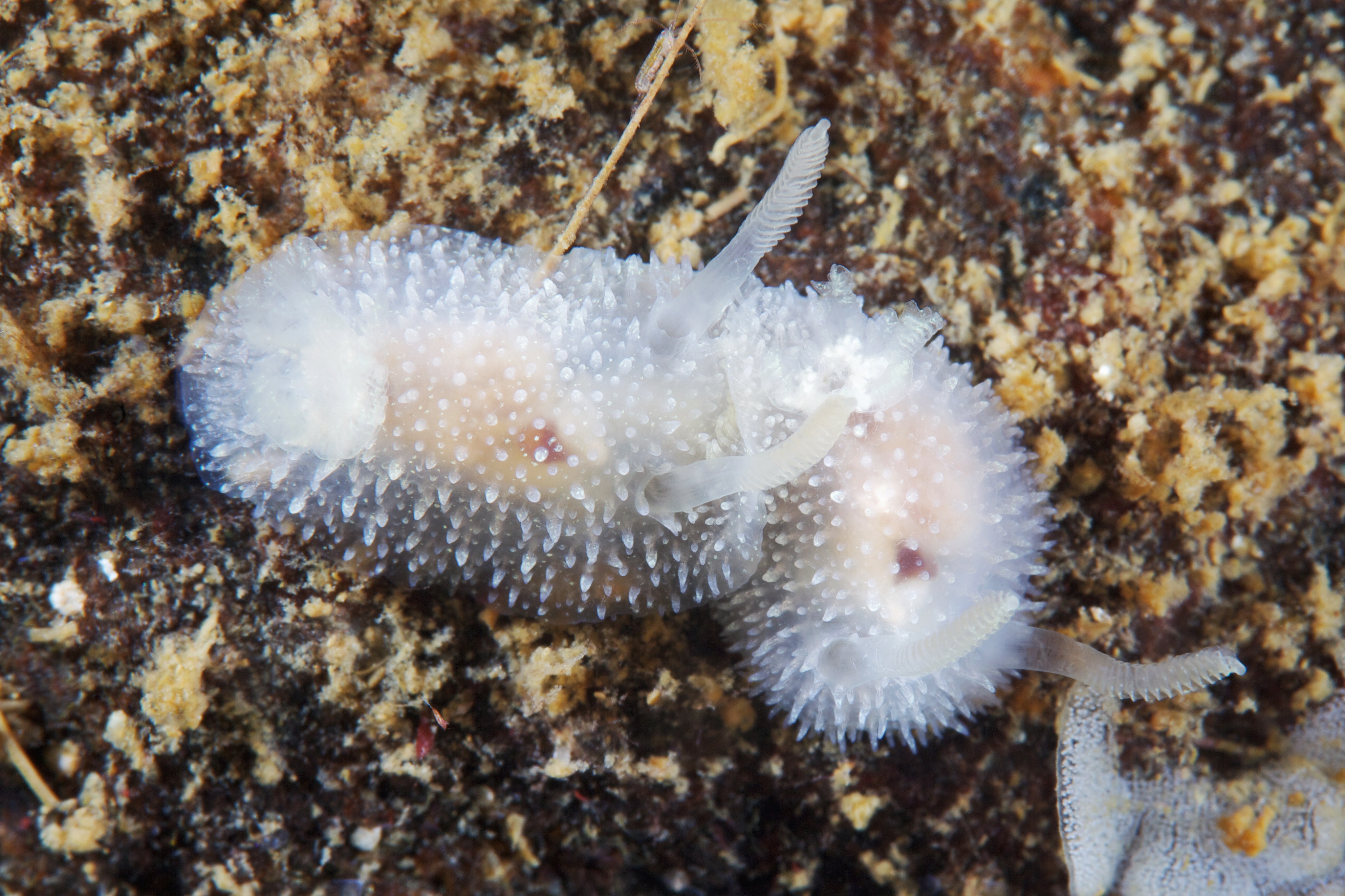 Acanthodoris pilosa.jpg