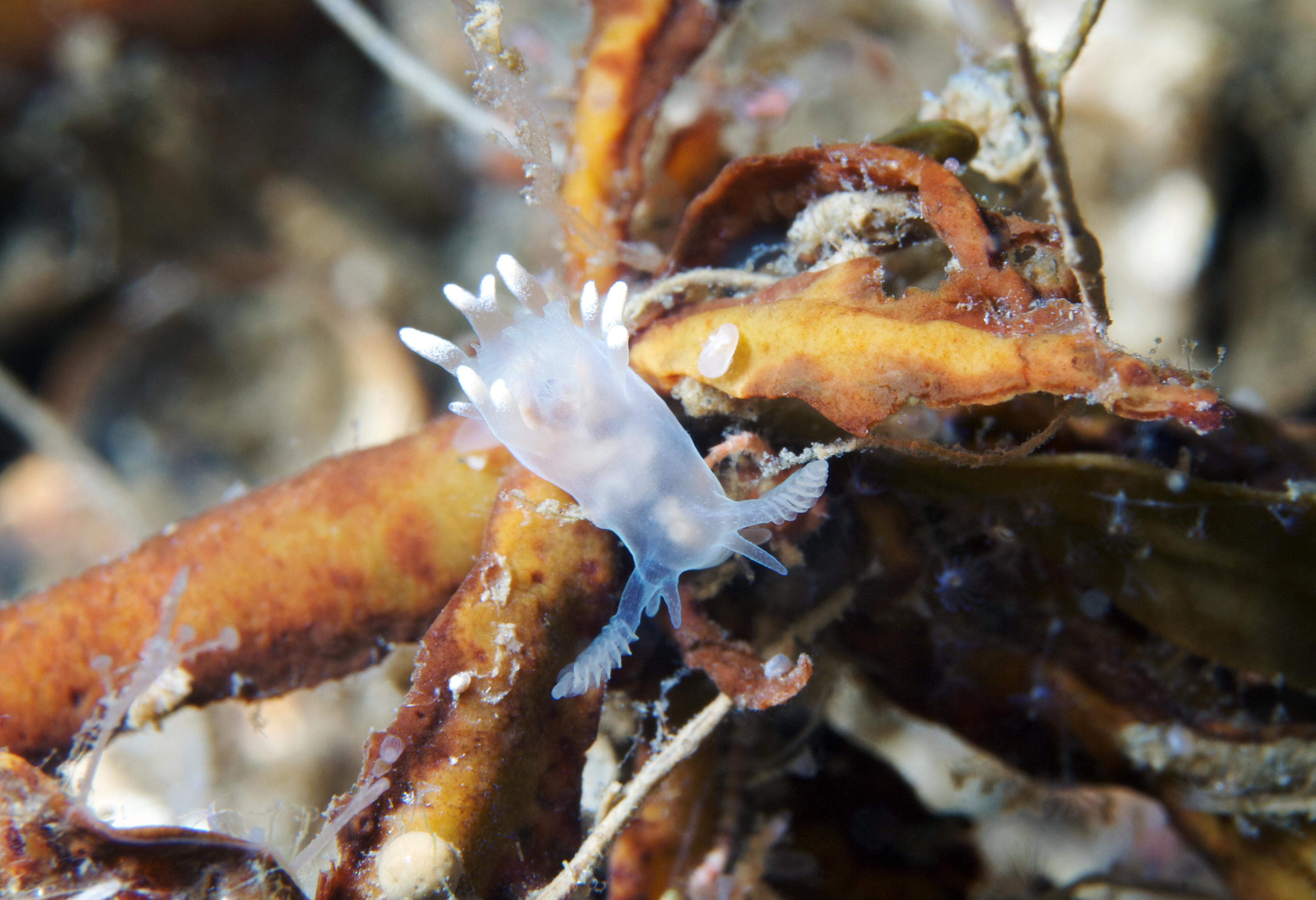 Ancula gibbosa.jpg