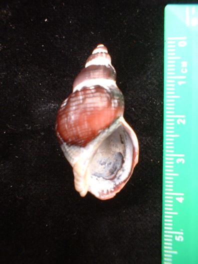 Buccinum undatum.jpg
