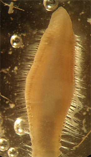 Cirratulidae.jpg