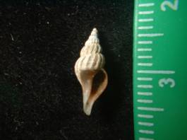 Colus latericeus.jpg