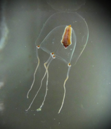Coryne producta.jpg