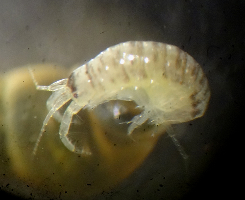 Crassicorophium bonnellii.jpg