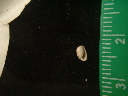 Cylichna occulta.jpg