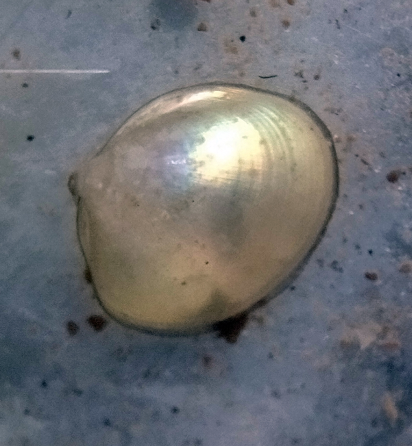 Ennucula tenuis02.jpg