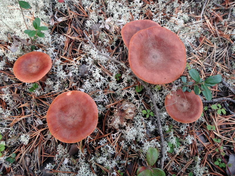 Файл:Lactarius rufus05.jpg