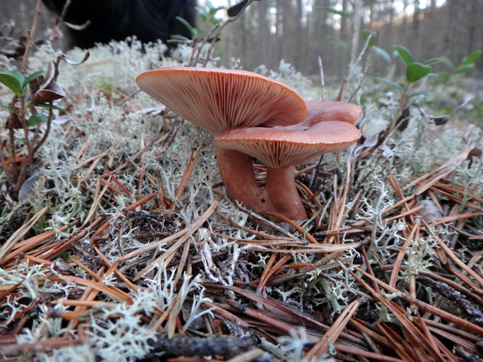 Файл:Lactarius rufus07.jpg