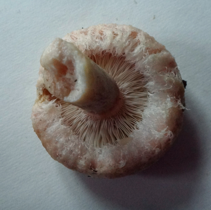 Lactarius torminosus09.jpg