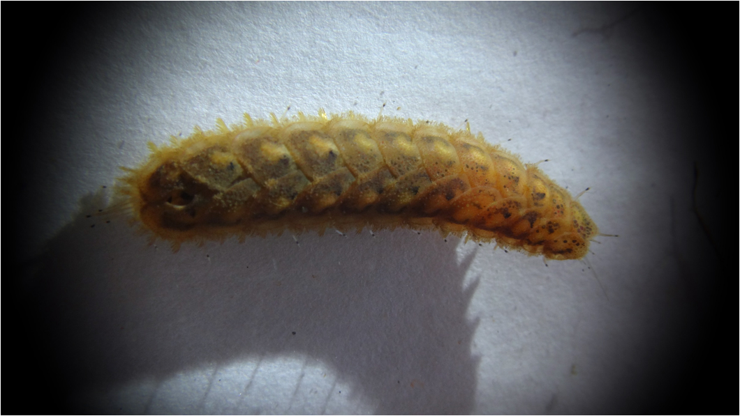 Lepidonotus squamatus.jpg