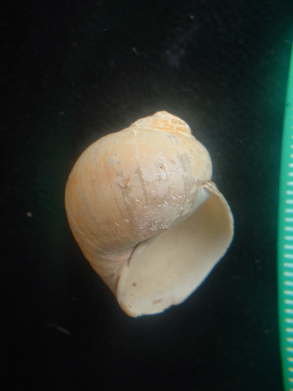 Lunatia pallida.jpg