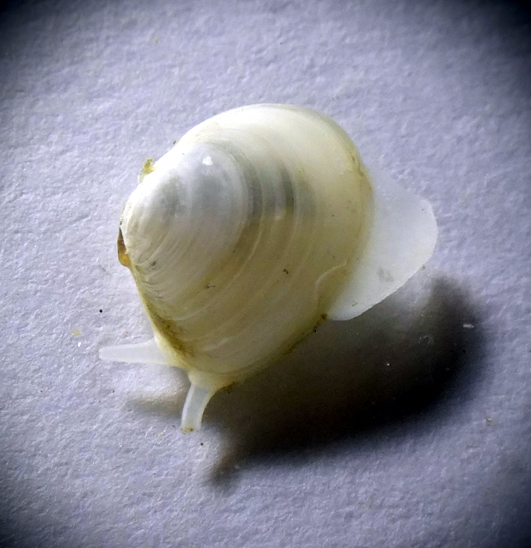Macoma balthica.jpg