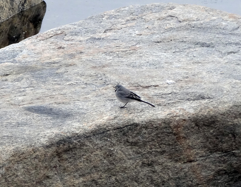 Motacilla alba.jpg