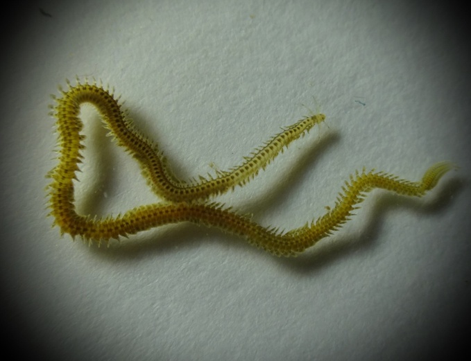 Phyllodoce maculata.jpg
