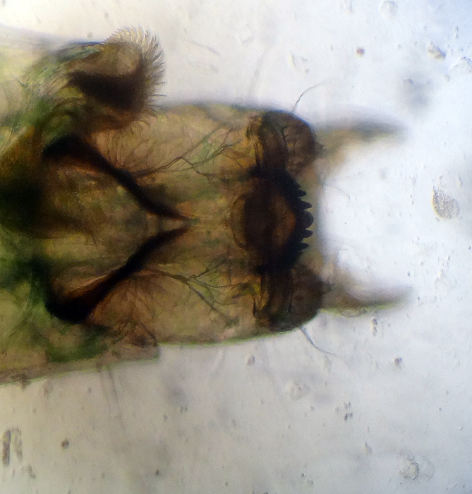 Pseudochironomus gr prasinatus02.jpg