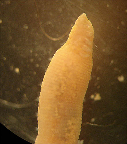 Scalibregma inflatum02.jpg