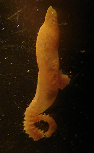 Scalibregma inflatum03.jpg