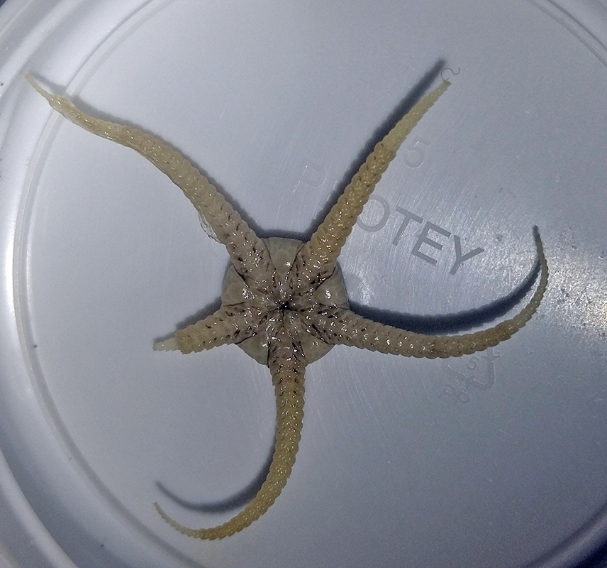 Stegophiura nodosa2.jpg