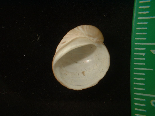 Velutina undata.jpg