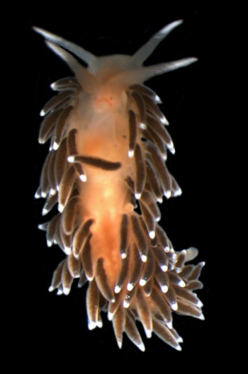 Сuthonella marisalbi adult.jpg