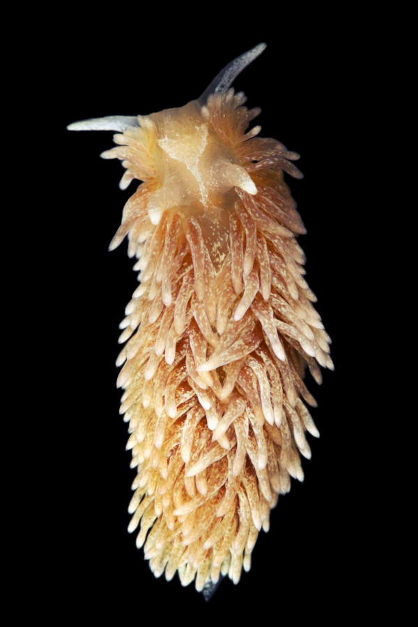 Aeolidia papillosa.jpg