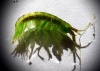 Amphithoe rubricata.jpg