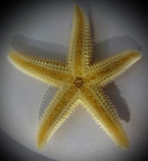 Asterias rubens2.jpg