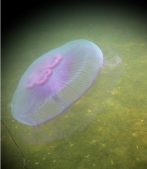 Aurelia aurita.jpg