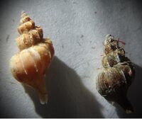 Boreotrophon clathratus.jpg