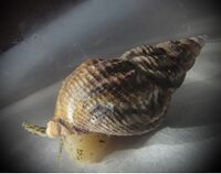 Buccinum undatum1.jpg