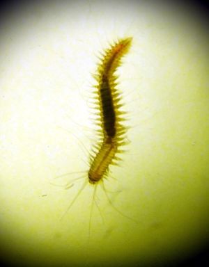 Castalia punctata1.jpg