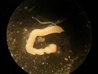 Cossura02.jpg