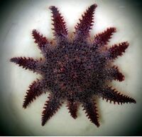 Crossaster papposus.jpg