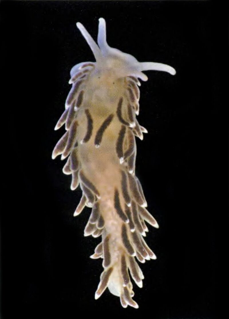 Cuthonella concinna.jpg