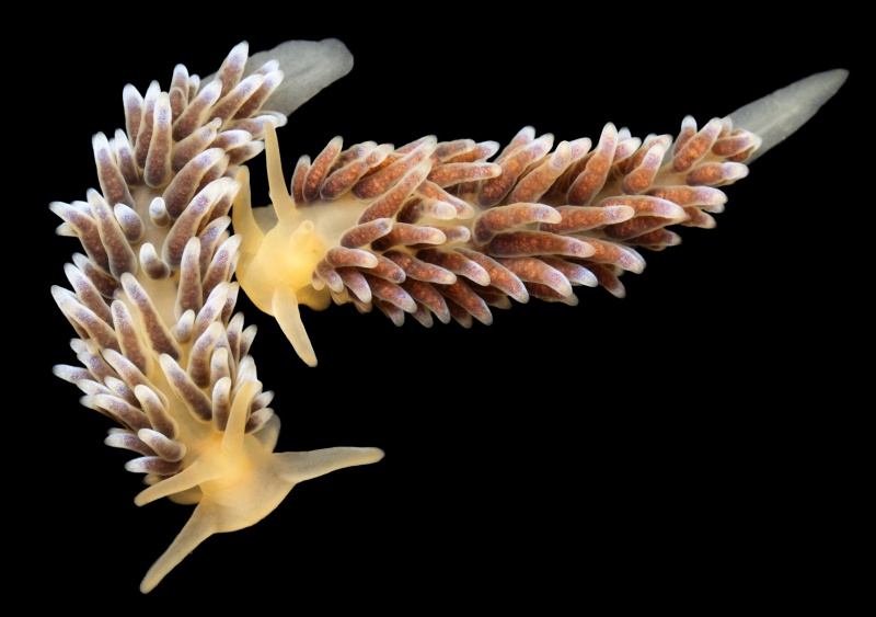 Cuthonella hiemalis.jpg