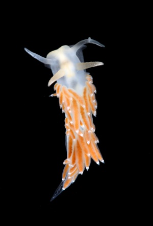 Cuthonella marisalbi juvenile.jpg