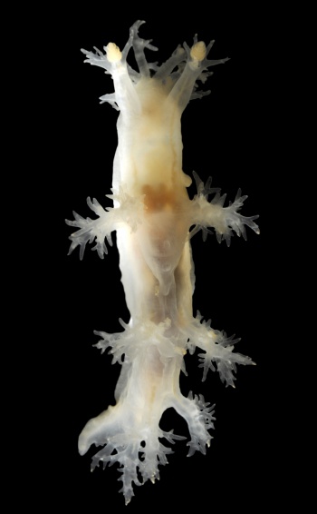 Dendronotus frondosus 1.jpg