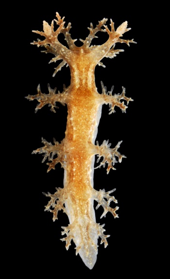 Dendronotus frondosus 2.jpg