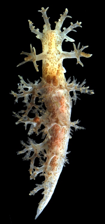 Dendronotus frondosus 3.jpg