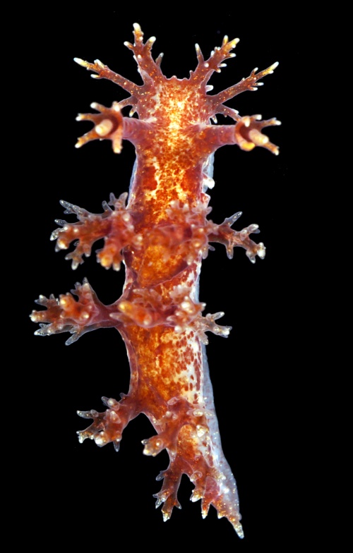 Dendronotus frondosus 4.jpg