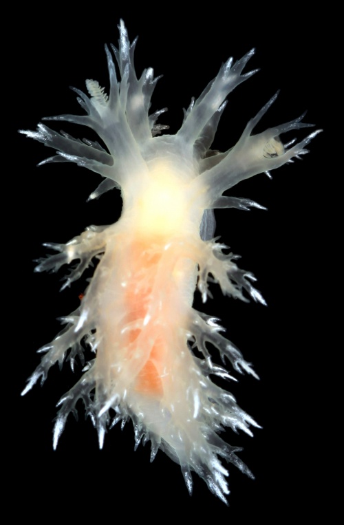 Dendronotus niveus 2.jpg