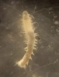 Dorvilleidae.jpg
