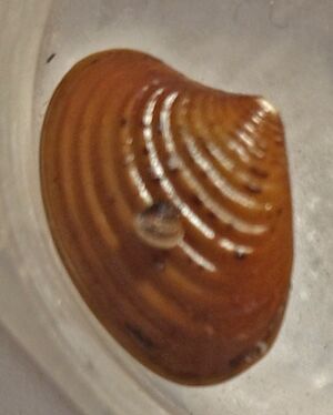 Elliptica elliptica.jpg