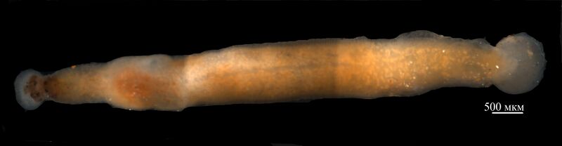 Heptacyclus brunneus.jpg