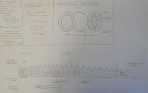 Heptacyclus brunneus Рис Софьи Иматович.jpg