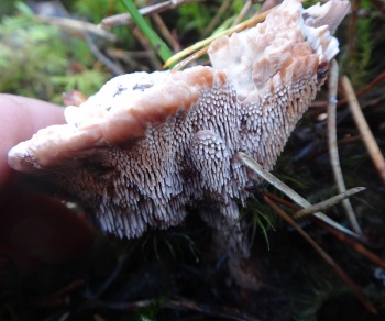 Hydnellum ferrugineum02.jpg