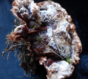 Hydnellum ferrugineum03.jpg