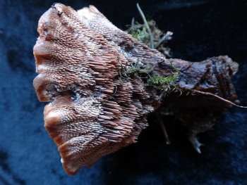 Hydnellum ferrugineum04.jpg