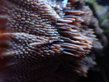 Hydnellum ferrugineum05.jpg