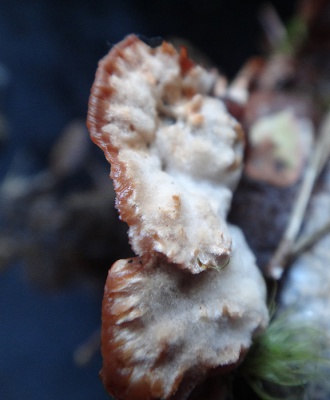 Hydnellum ferrugineum7.jpg