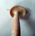 Lactarius rufus01.jpg